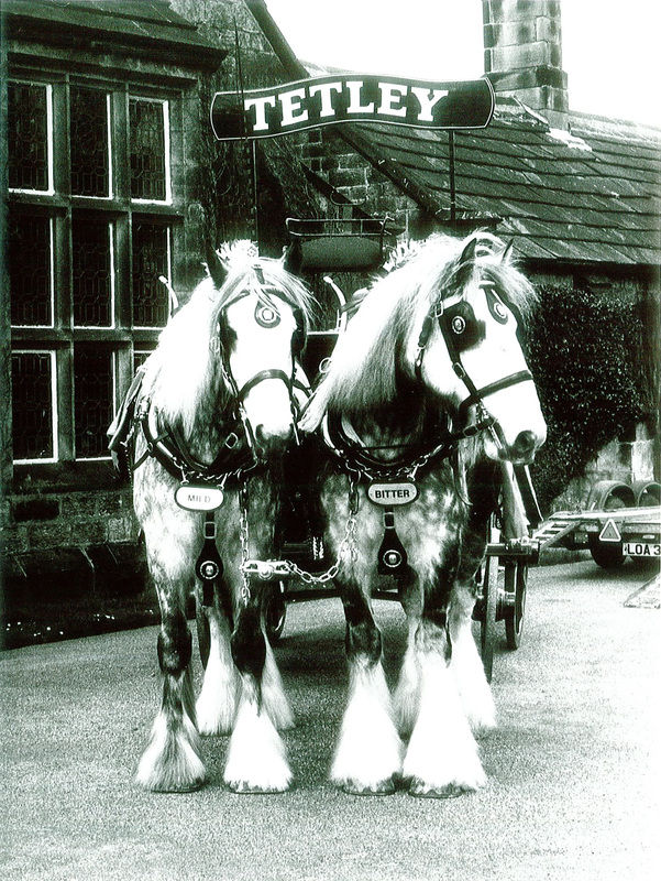 The Magnificent Shire Horses of Tetley Brewery
